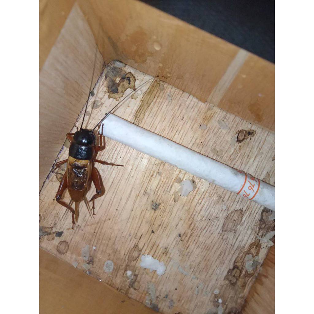 Jangkrik Aduan Super Jangkrik Kalung Aduan size BIG Jangkrik Alam