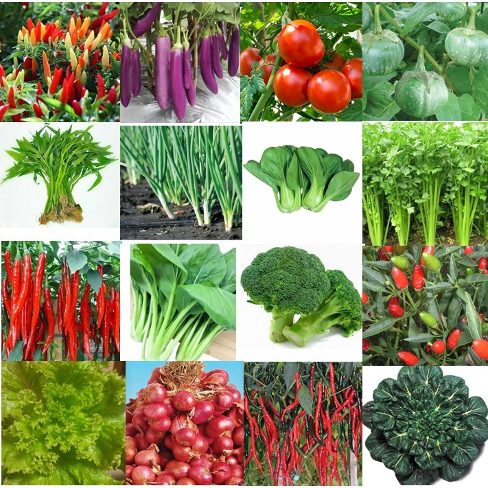 

Benih Sayur-sayuran Bibit Sayur Daun dan Sayur Buah