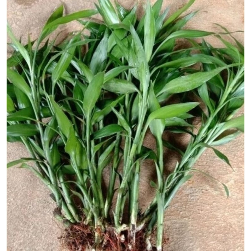 Bibit Bambu Hoki / Tanaman Bambu Hoki / Sri Rejeki / Tanaman Sri Rejeki