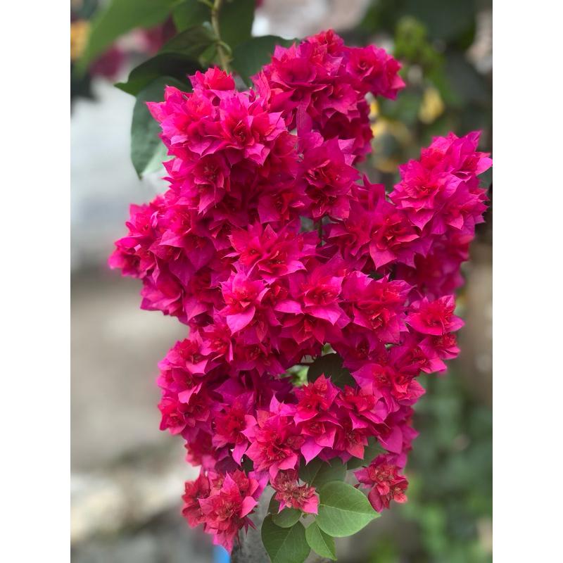 bougenville HAWAI MERAH