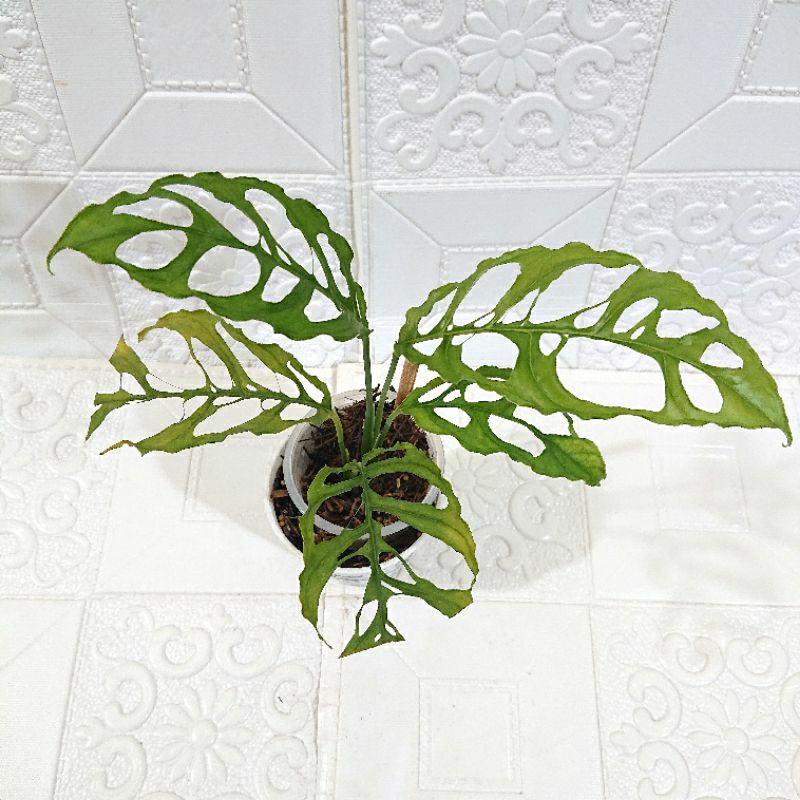 Monstera Obliqua Peru