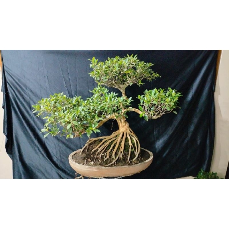 bonsai kimeng bagus sesuai foto siap pajang