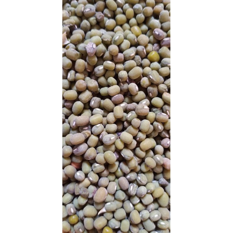 

kacang hijau/kacang ijo