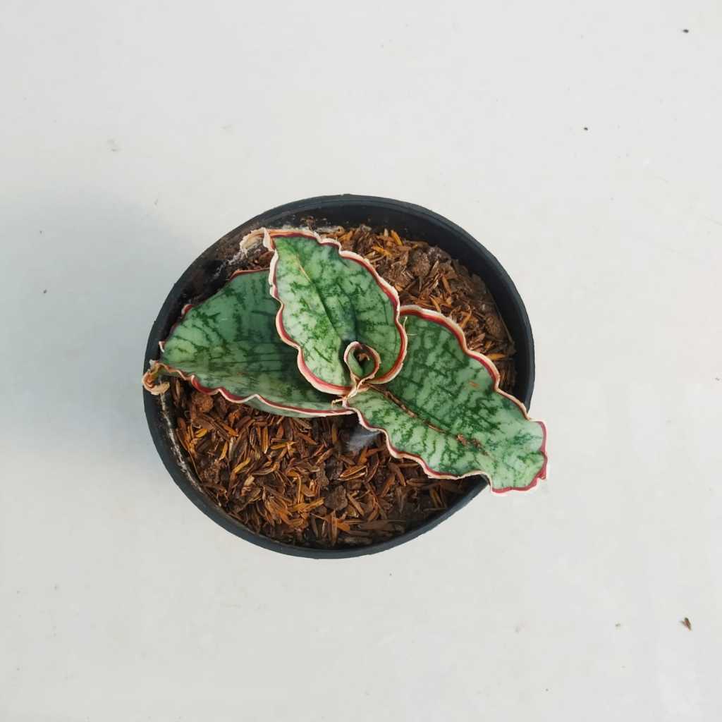 CPRZ tanaman hias sensivera murah langka sensivera Silver blue