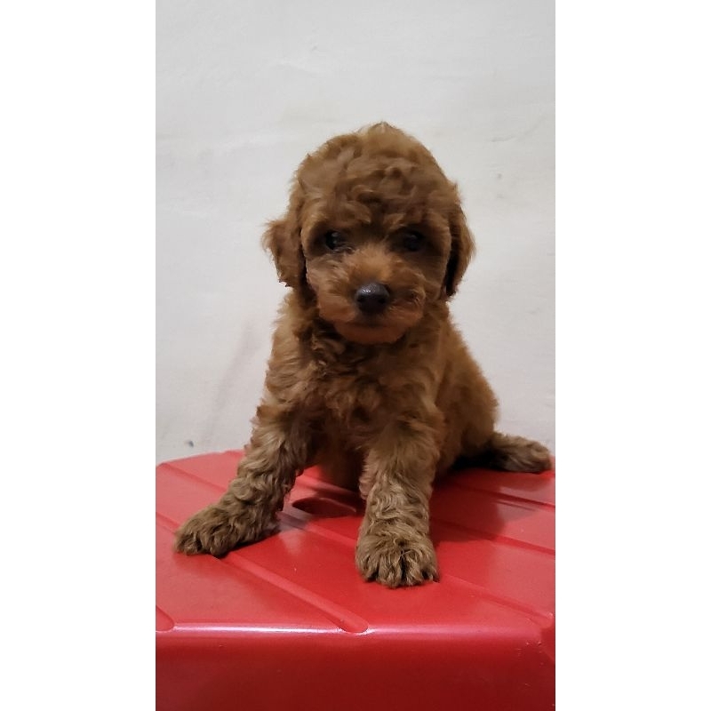 Red toy poodle