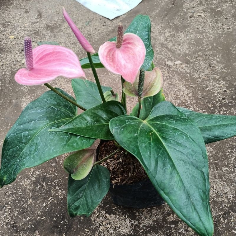 Anthurium Bunga pink/anthurium bunga Termurah/anthurium sdh berbunga