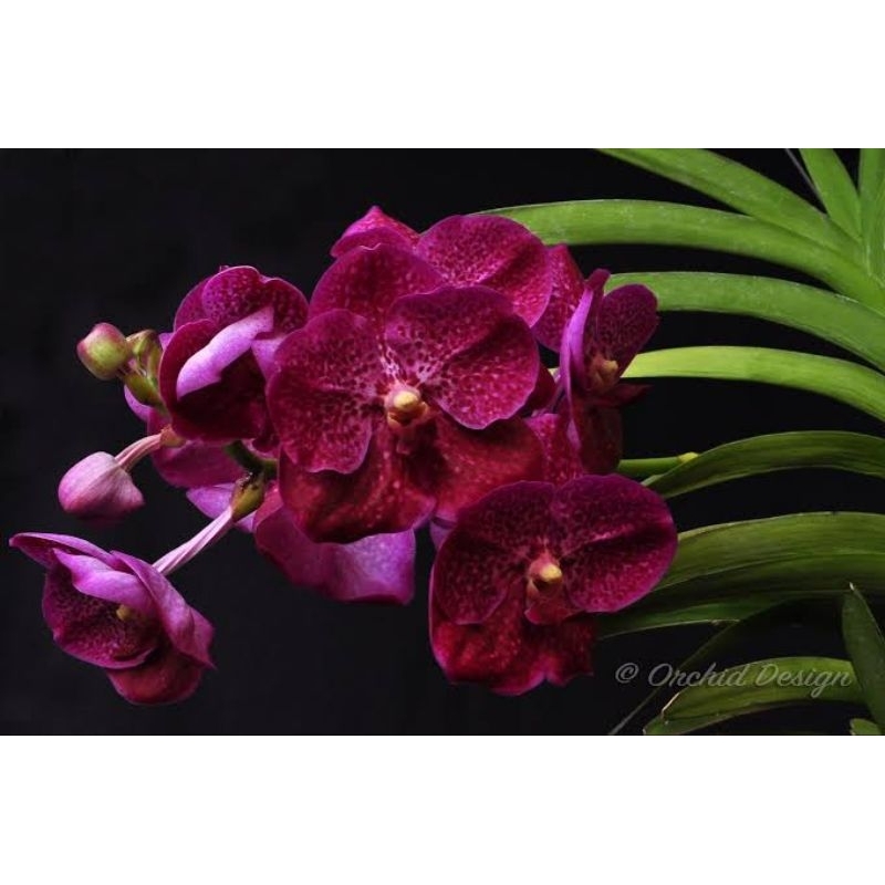 vanda kasem delight x fuch delight red