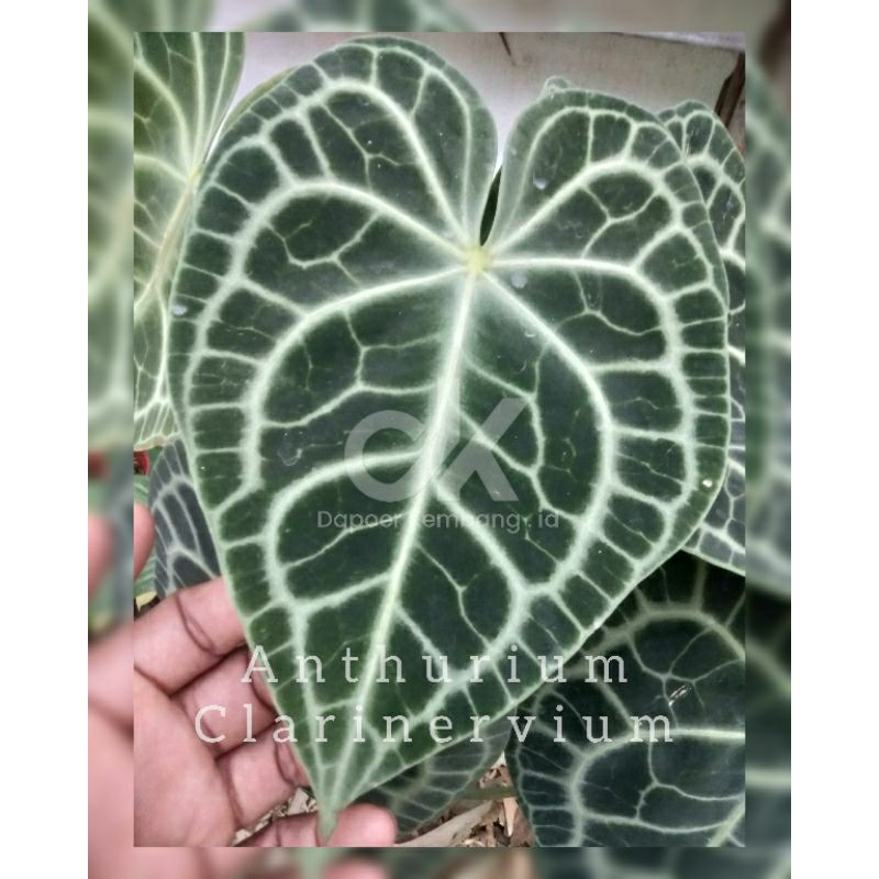 Anthurium Clarinervium / Calrinervium / Clary / Clarynervium / Tarantula / Anthurium / Kuping Gajah 