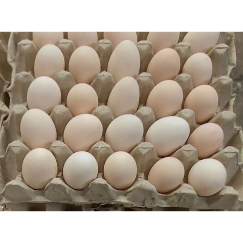 

telur tetas ayam merawang