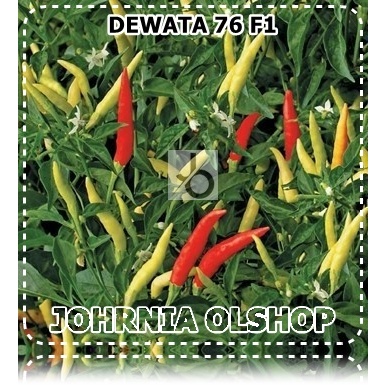 Johrnia 25 Benih Biji Cabe Rawit DEWATA 76 F1