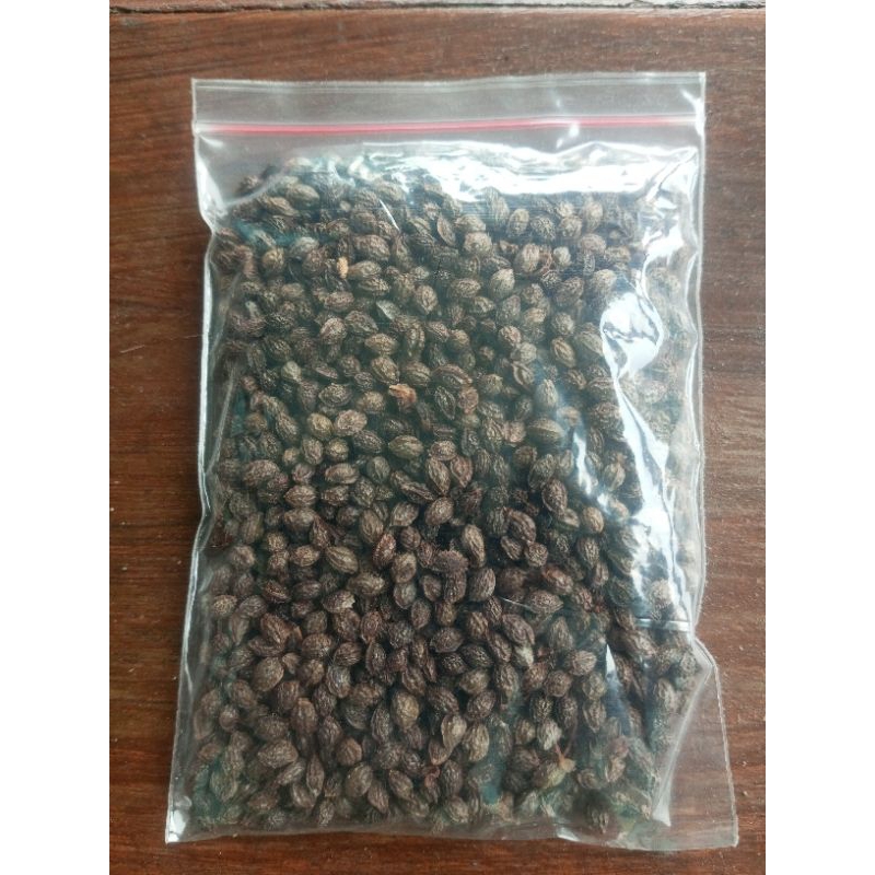 Benih Pepaya Bangkok