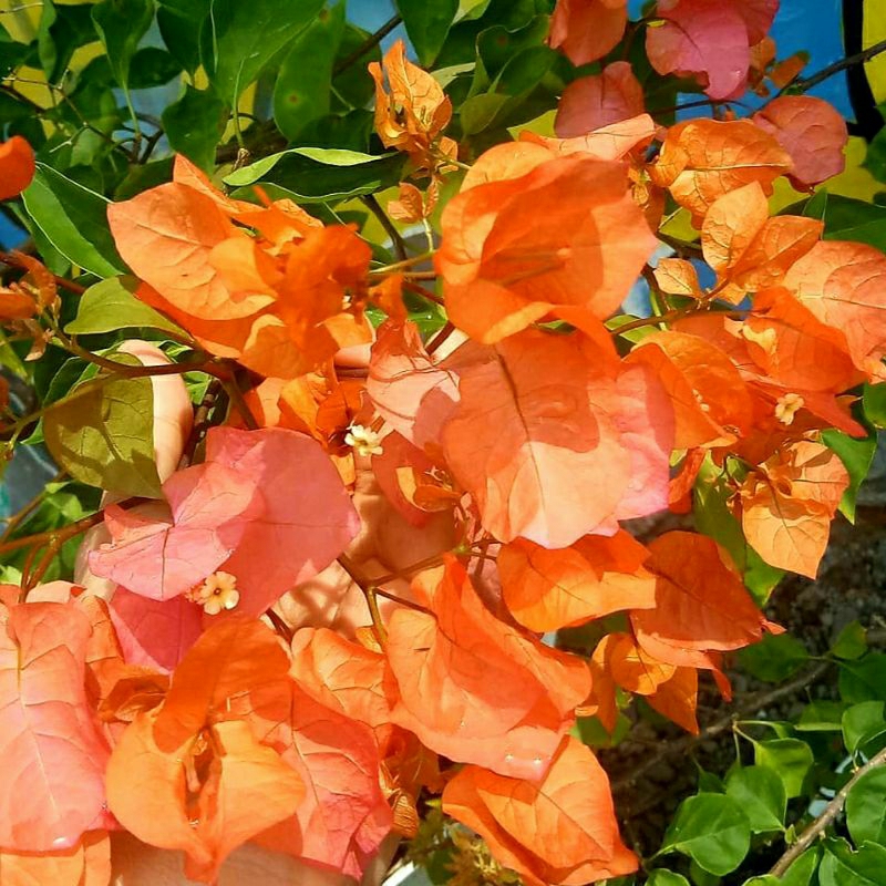 Bunga Bougenville Golden Orange