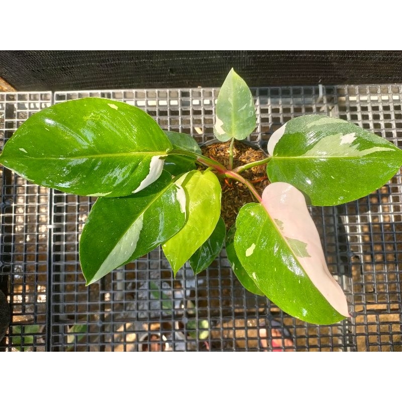 Philodendron White Princess