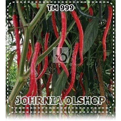 Johrnia 10 Benih Biji Cabe Keriting TM 999