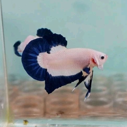 cupang hias bahanan blue rim