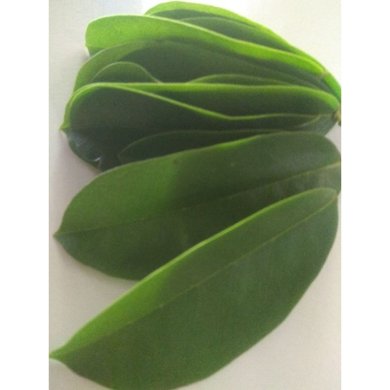 

promo daun sirsak fres murah 50 lembar