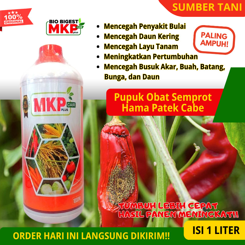 Pupuk Obat Semprot Hama Patek Bercak Busuk Daun Buah Cabe POC Cabe Terbaik