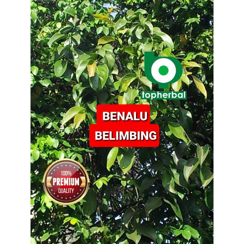 

Benalu Belimbing Kering Hijau 1000 Gram