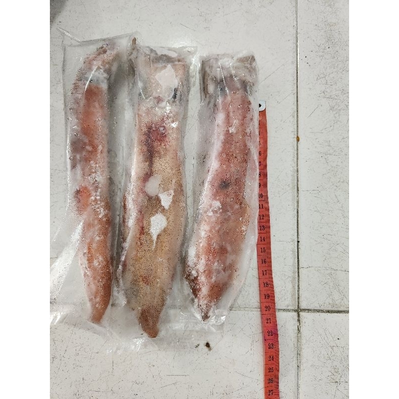 

cumi loligo beku..cumi beku ukuran 20cm berat 500 gram