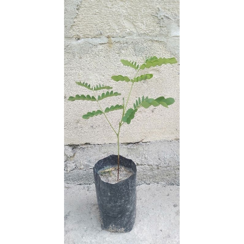 Bibit tanaman kayu secang herbal, siap tanam / bibit secang dari biji siap tanam