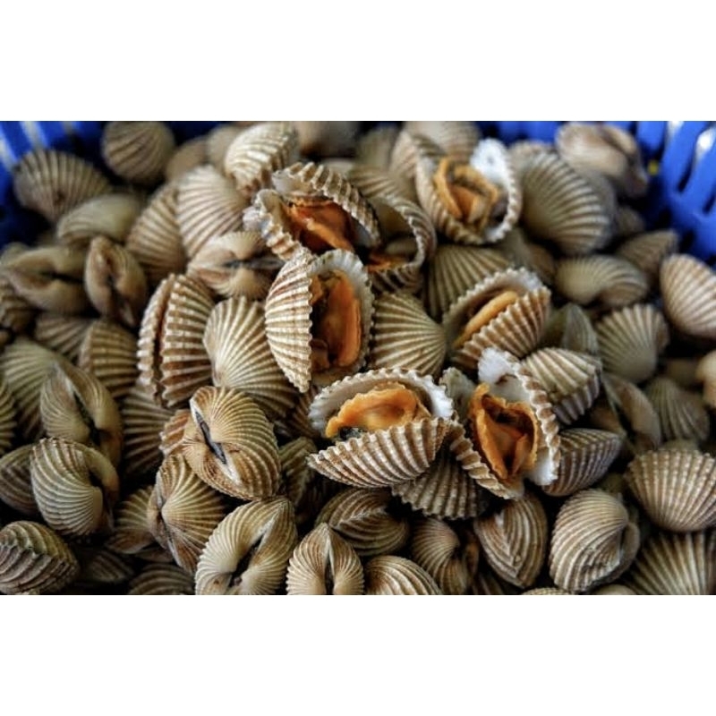 

KERANG DARA FRESH - KERANG DARA KUPAS - kerang oren