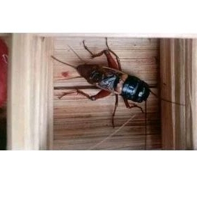 Jangkrik Aduan Rawatan Asli Jangkrik Alam