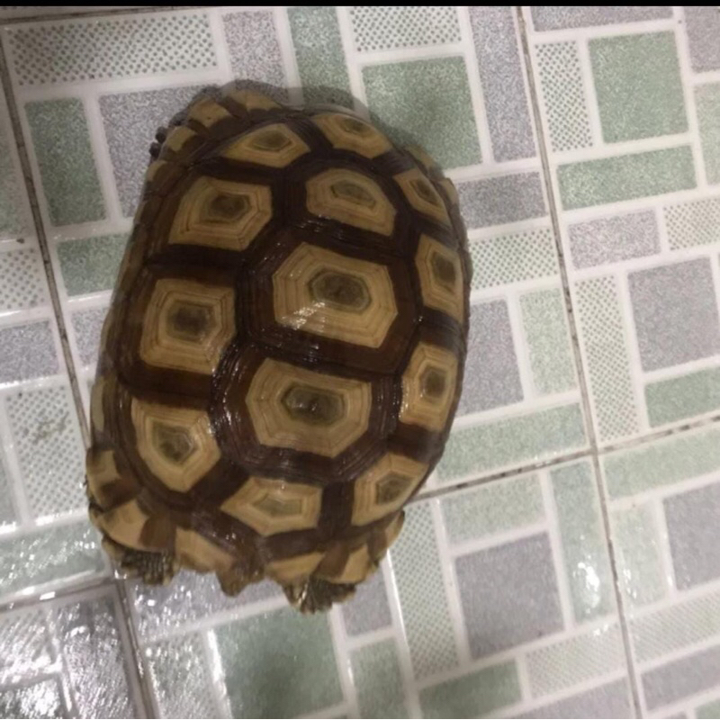 Sulcata kura kura sulkata 20cm+