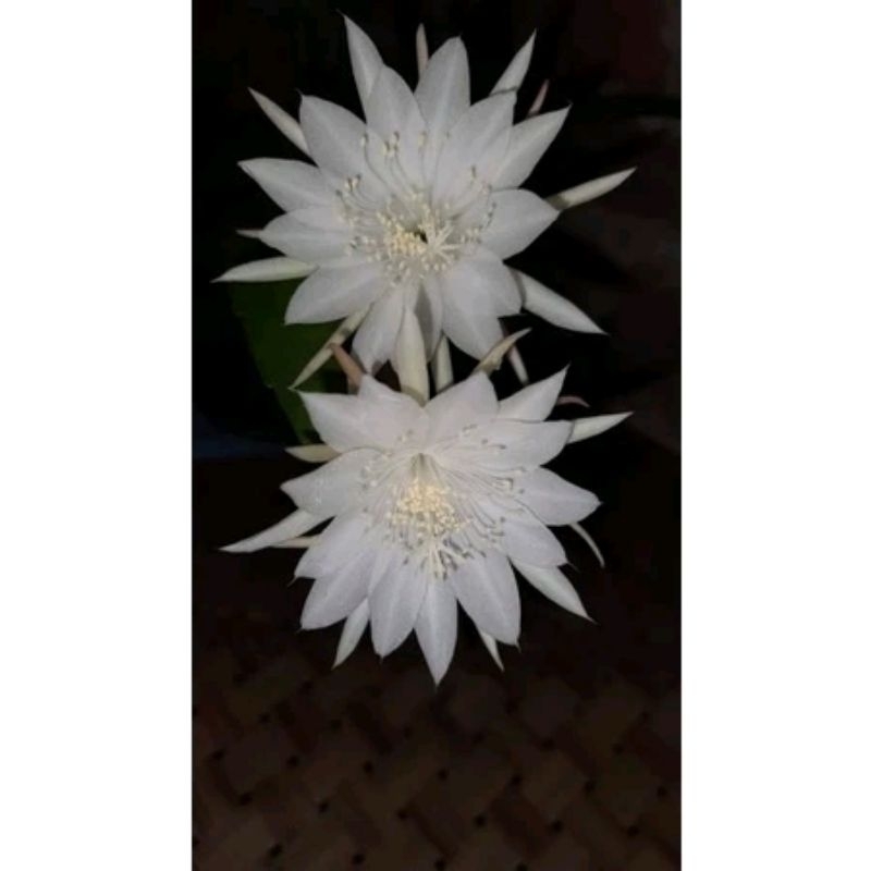 BUNGA WIJAYA KUSUMA / BIBIT WIJOYO KUSUMO