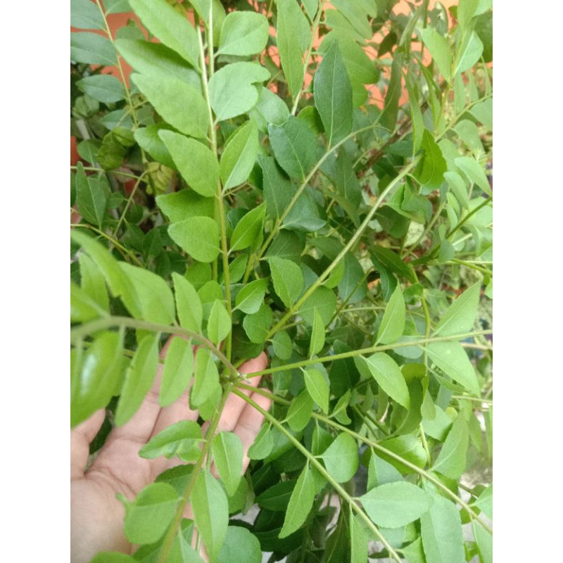 

Daun Kari (Temurui) Curry Leaf 1kg