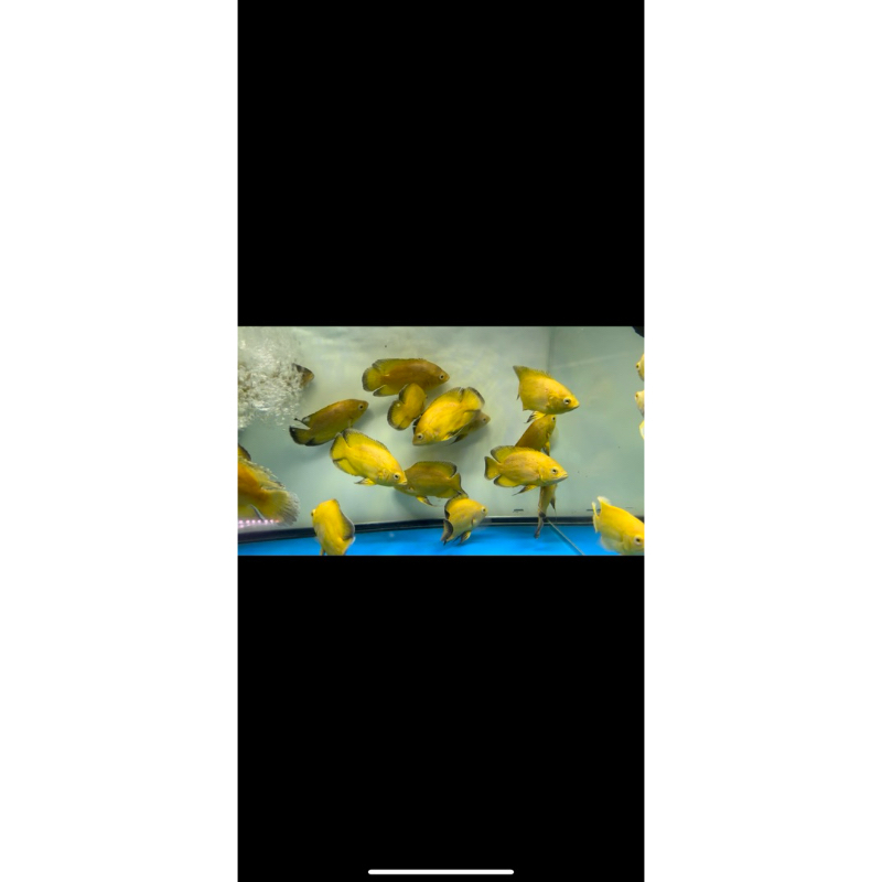 Oscar Lemon pure 10-12cm