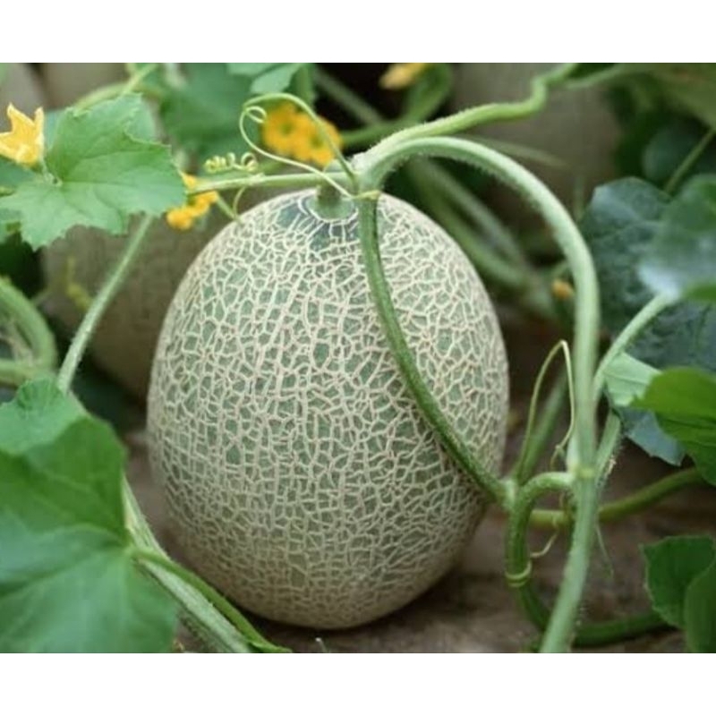 Benih Melon Jumbo F1