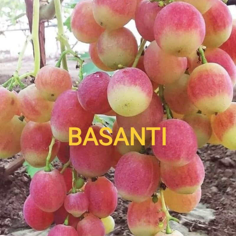 

Anggur basanti