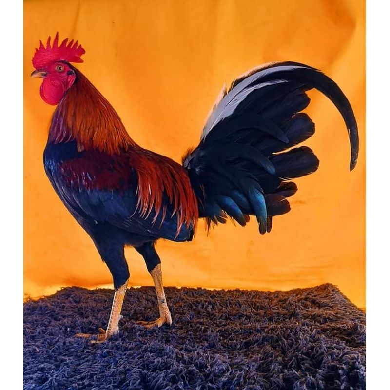 

telur ayam fertil ak 34 paket 4 butir