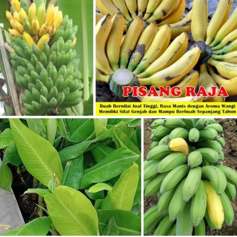 Pisang Raja | Bibit Pisang Raja | Bibit Bongol Pisang Raja | Pisang Raja Manis