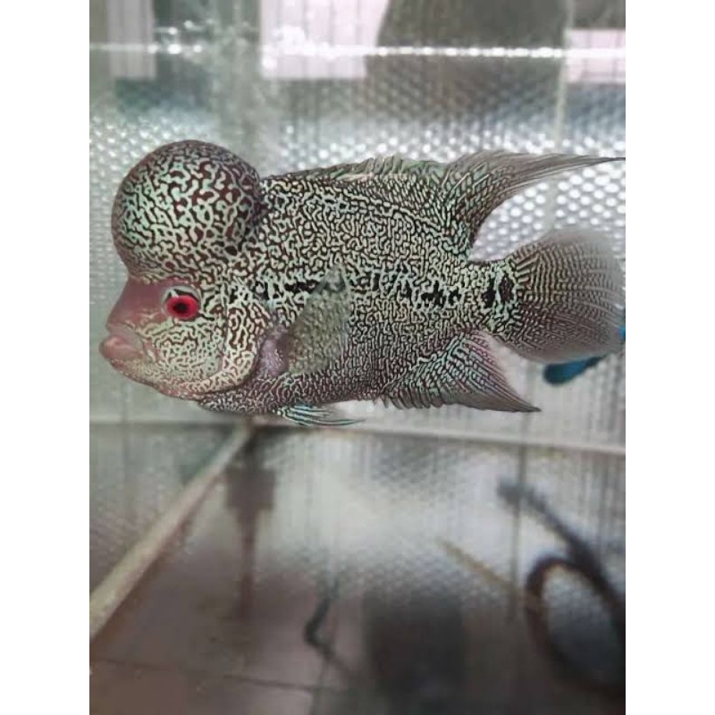 Pelet cencu flowerhorn lohan full mutiara baby rayakan