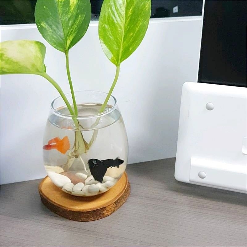 Paket Akuarium mini ikan hias / Aquarium Kaca bulat Aesthetic / Tank Beta Fish Cupang