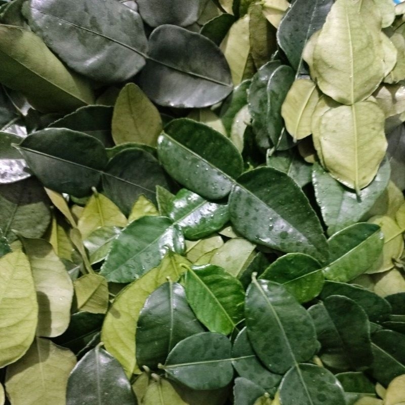 

Daun Jeruk Purut Jumbo