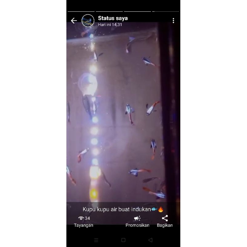 ikan GUPPY PRTDE indukan