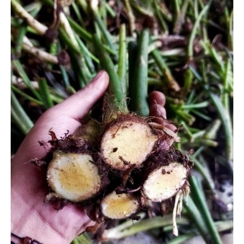 Bibit Talas Beneng | Bibit Talas Bneng | Bibit Talas Mas