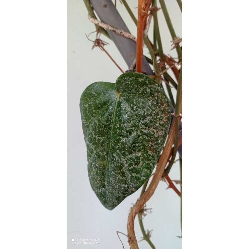 

Daun sirih merah organik fresh segar