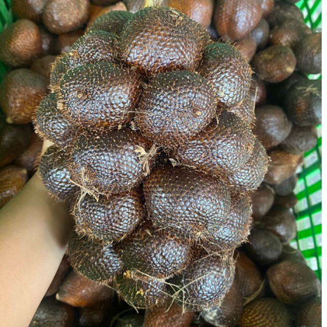 

Salak Pondoh 1Kg - Sayur Segar Instan Malang