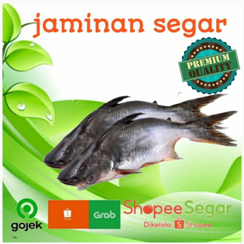 

ikan patin 500gt