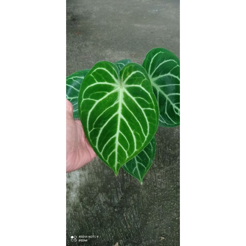anthurium magnivikum x papilaminum
