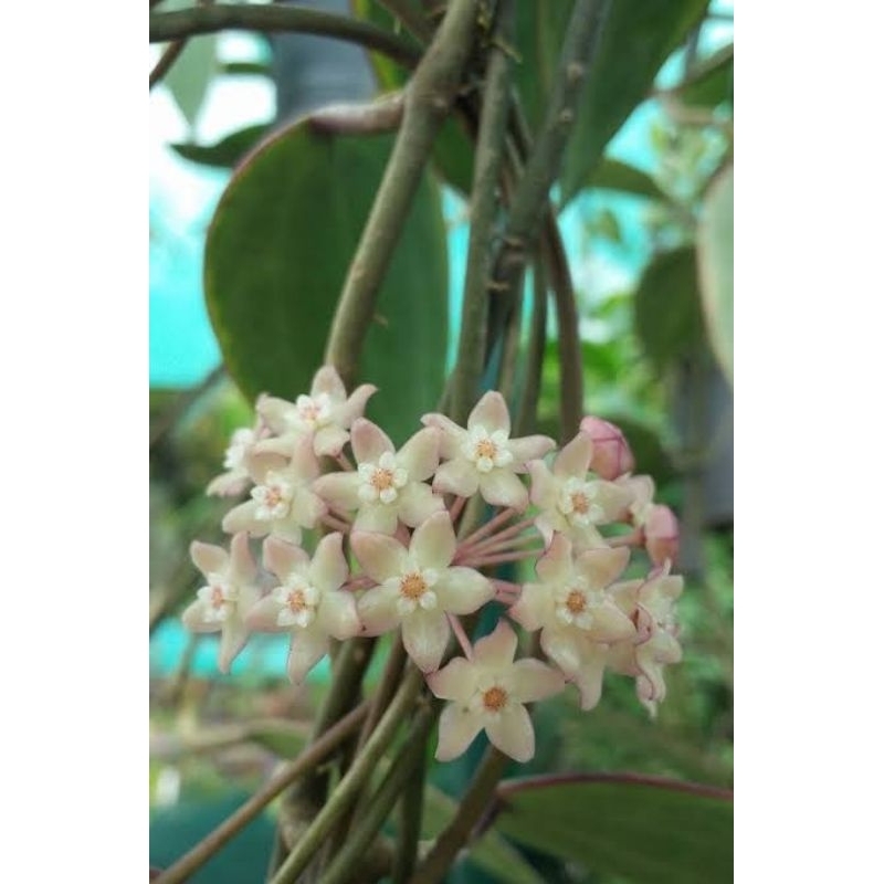 link live harga iiii