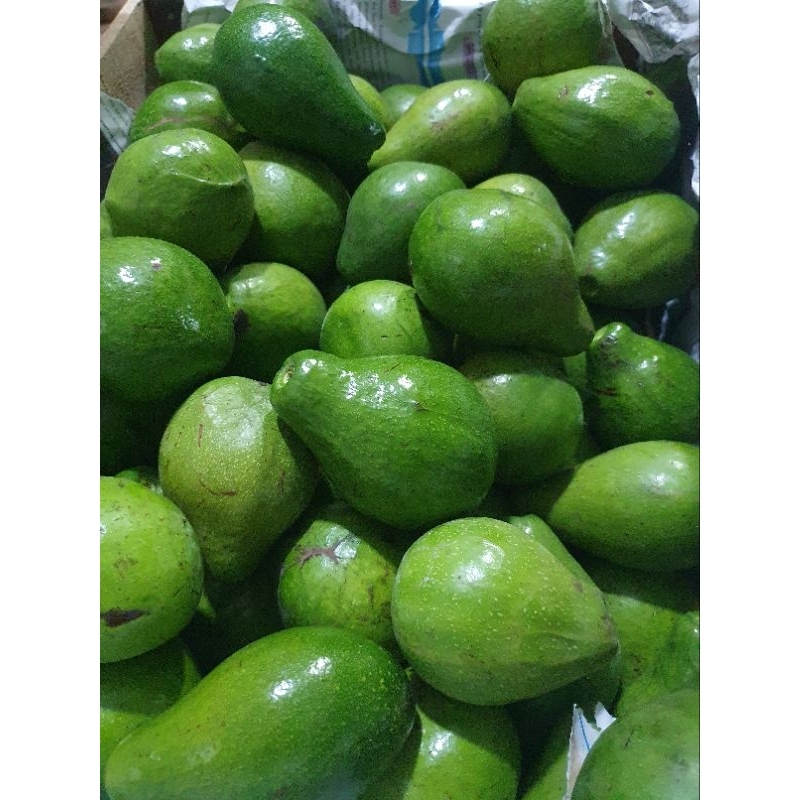 Alpukat Mentega Lampung