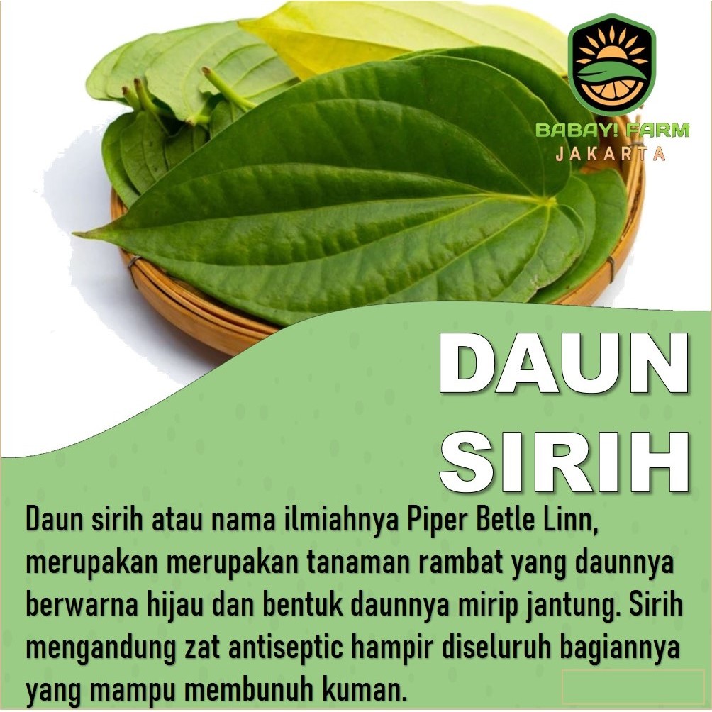 

daun sirih hijau segar herbal