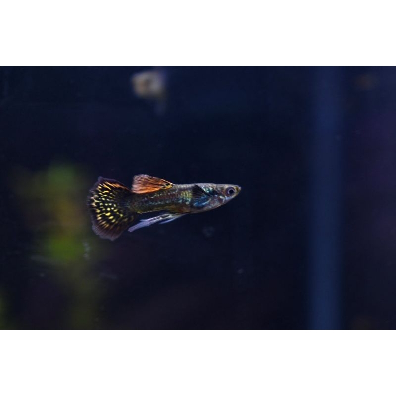 ikan guppy dragon