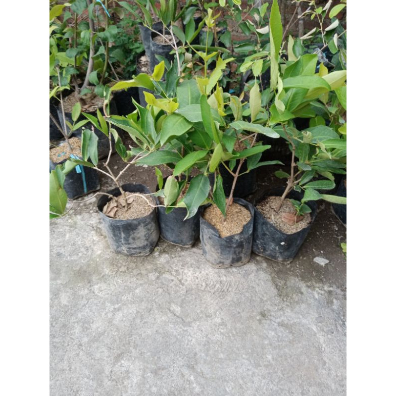 Bibit cangkok jambu air madu deli