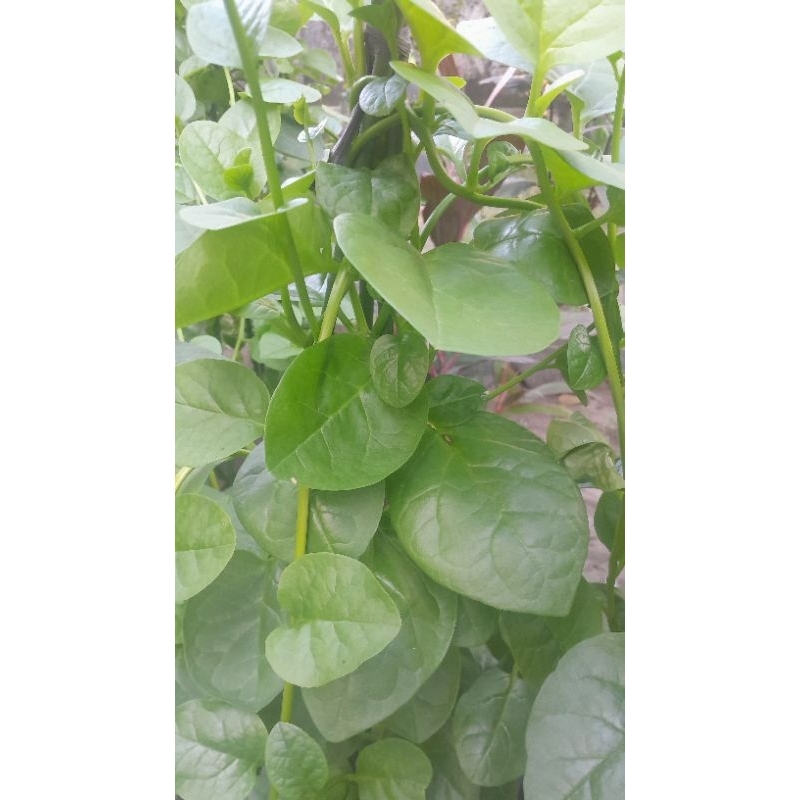 

Daun Angkung Segar/ Beli 10 lembar bonus 1 lembar