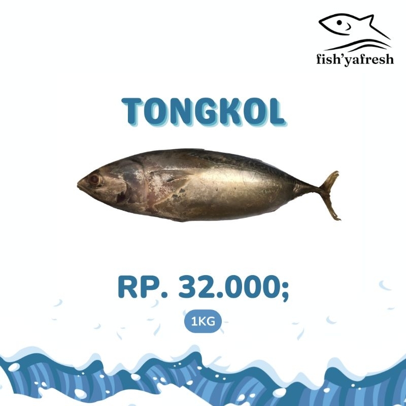 

Ikan Tongkol fresh